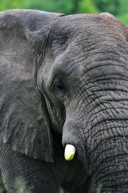 Melanie Heinrich - travel images - Lion Sands Private Game Reserve